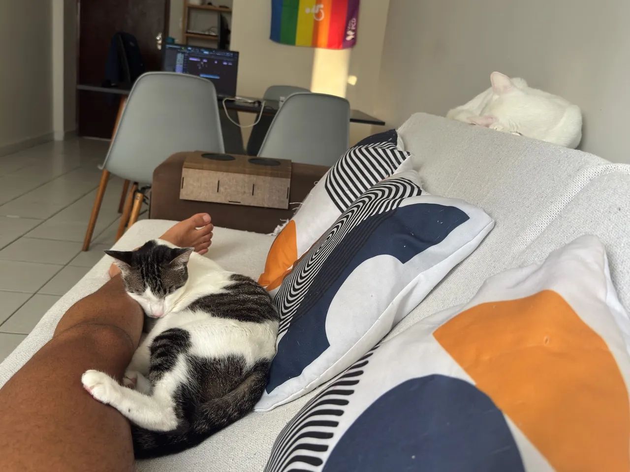 2 Gatos (Macho e Fêmea) - Foto 3