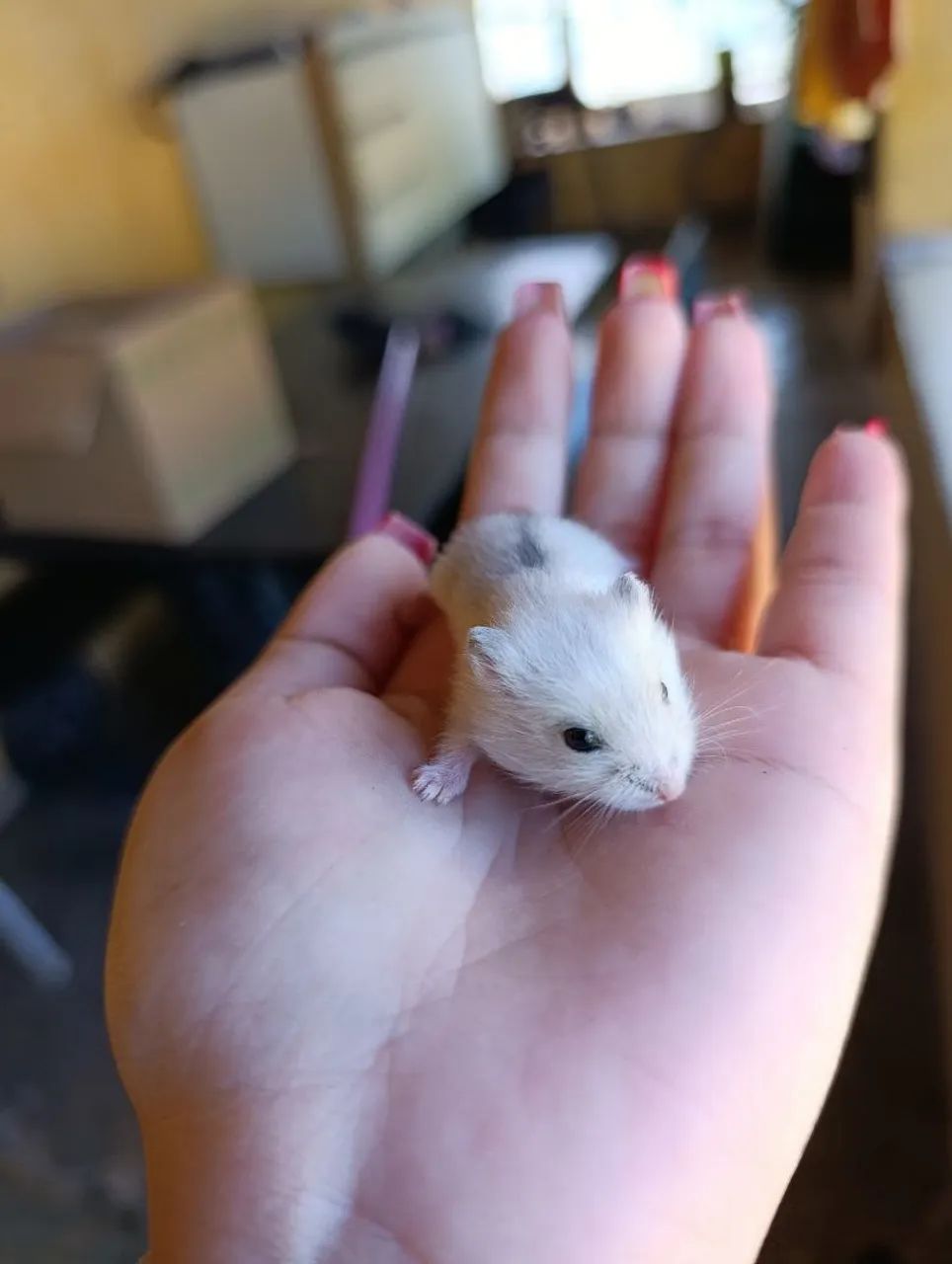Hamster anão russo 415079680925378564