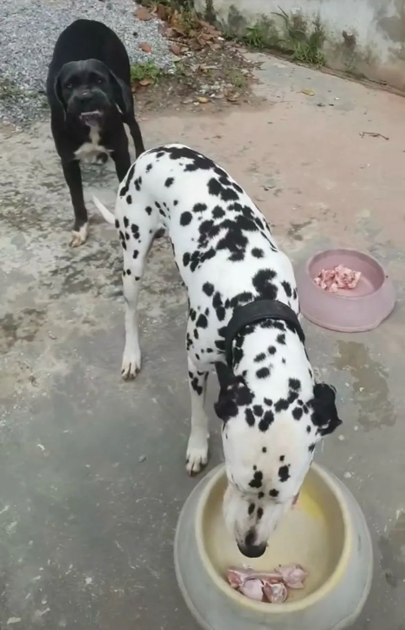Filhote de cane corso com Dálmata  - Foto 5