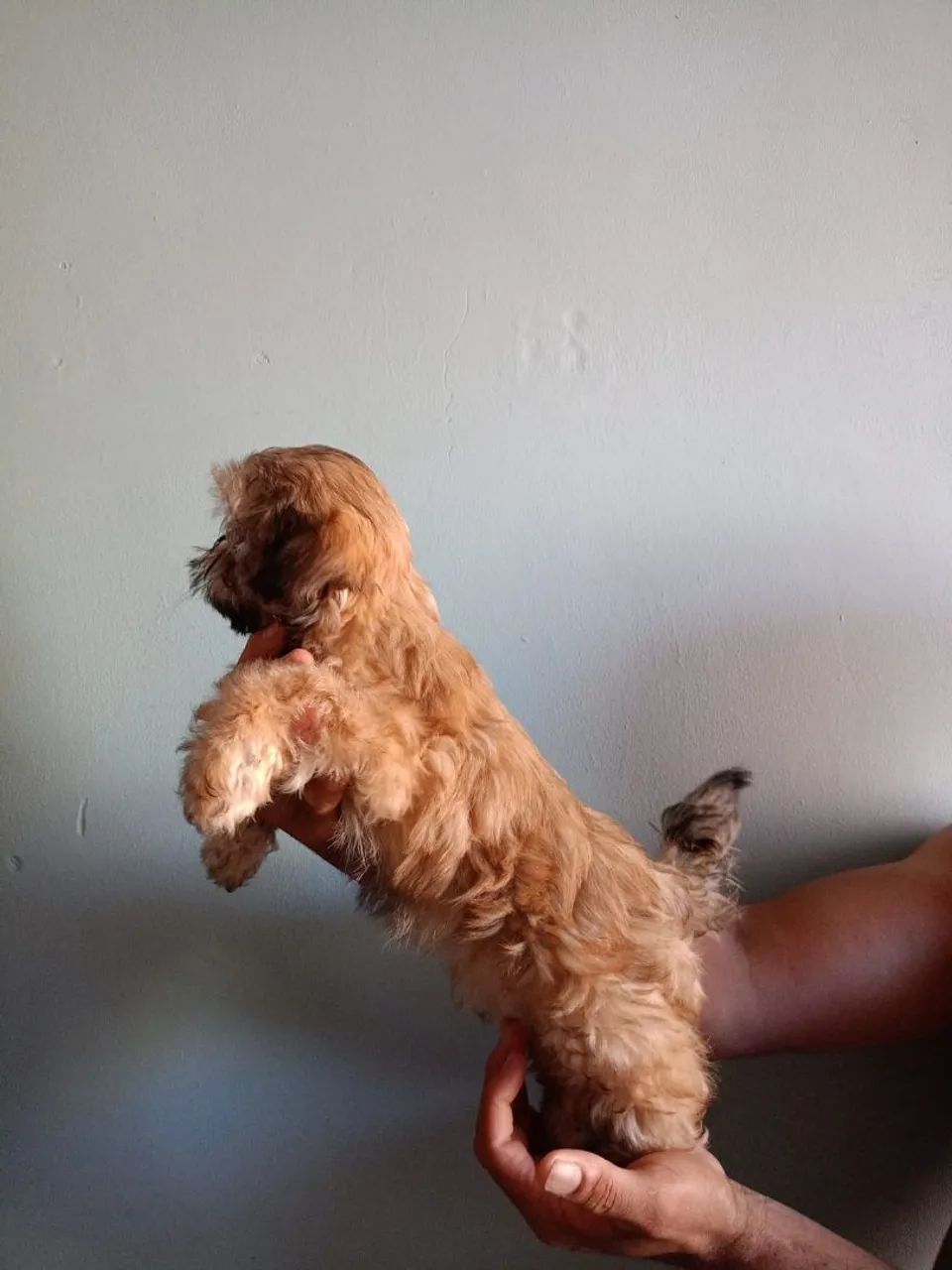 Filhotes Shih Tzu  - Foto 3