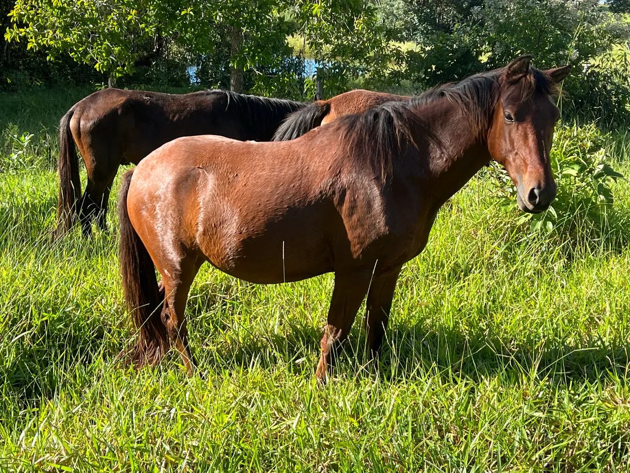 Cavalo Feroz 