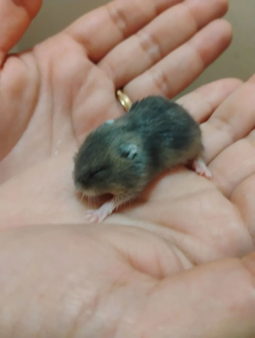  Hamster anão  - Foto 2