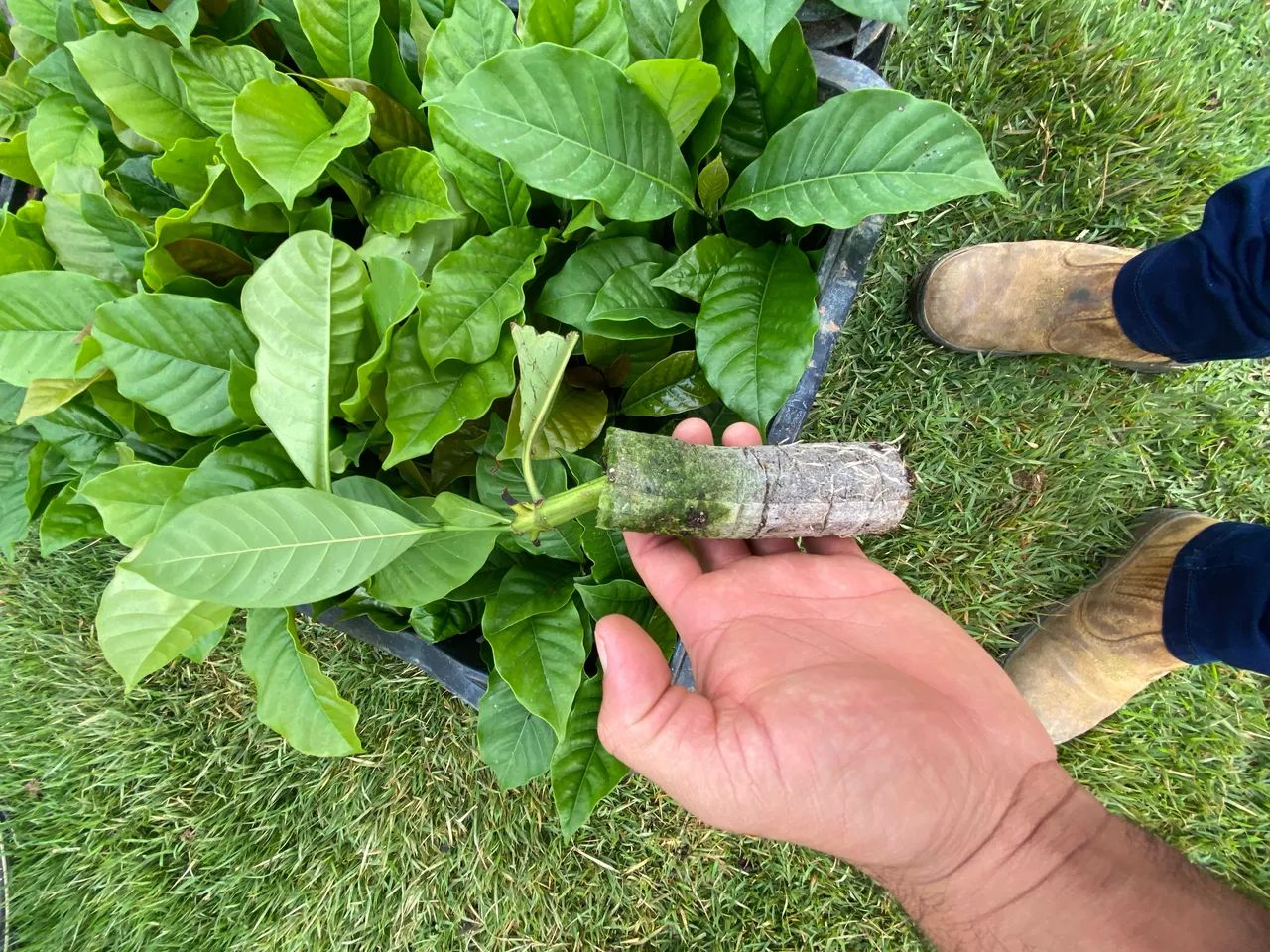 Mudas de café  - Foto 3