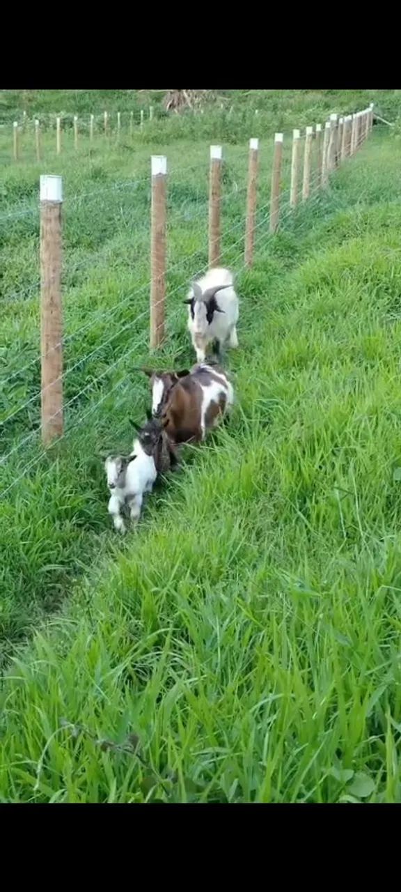 Mini cabra  - Foto 5