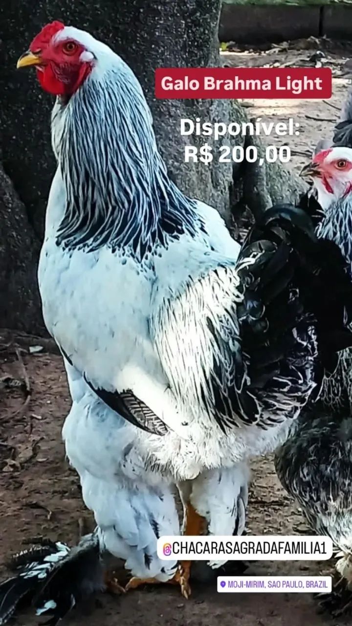 Galo Brahma Light
