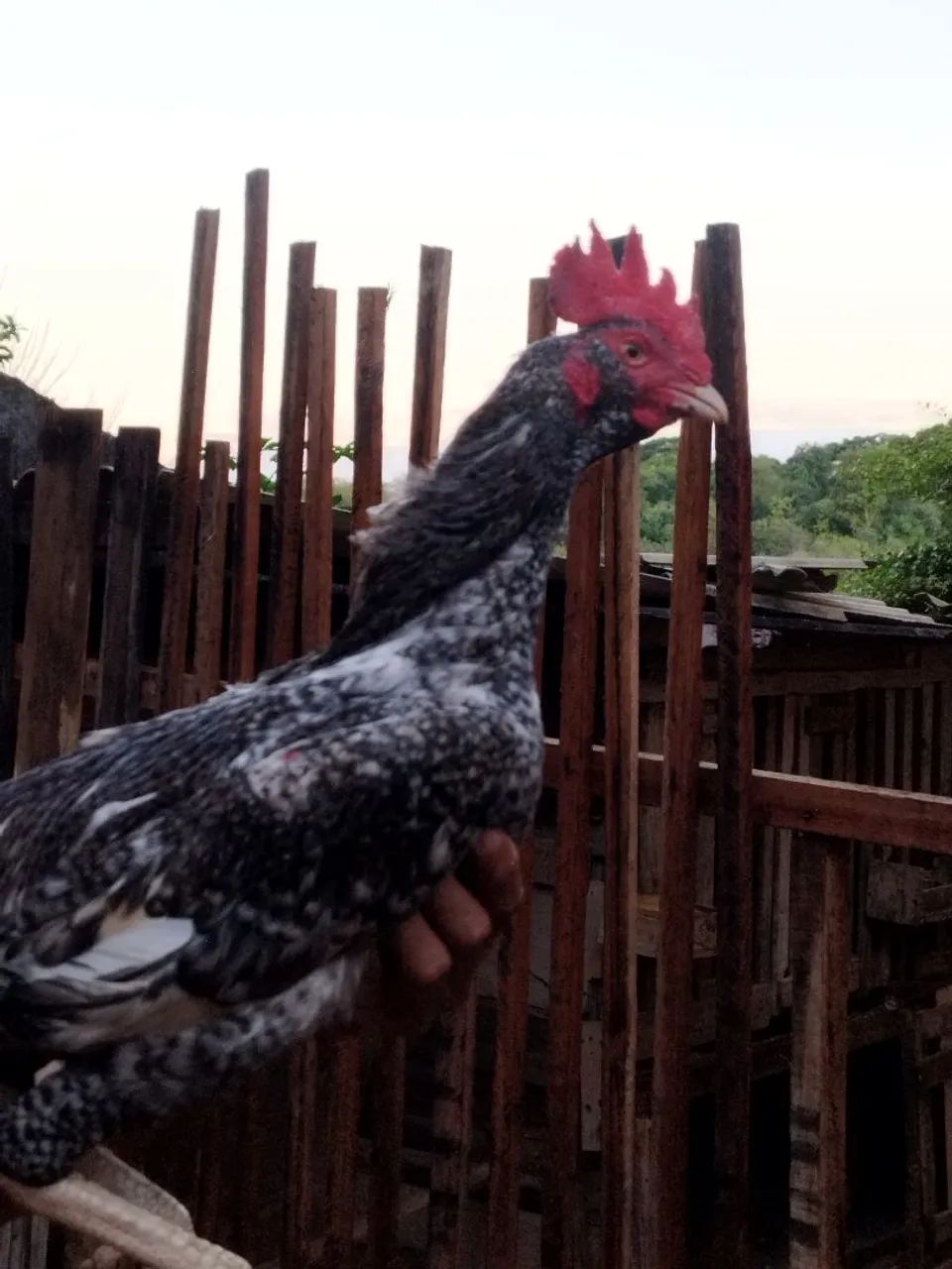 Vendo galo bode índio - Foto 2