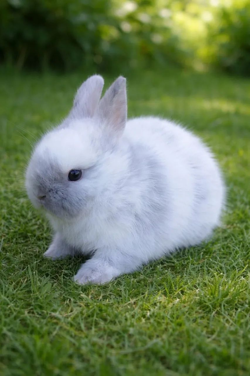 coelho anão netherland dwarf linhagem importada65049000037123124