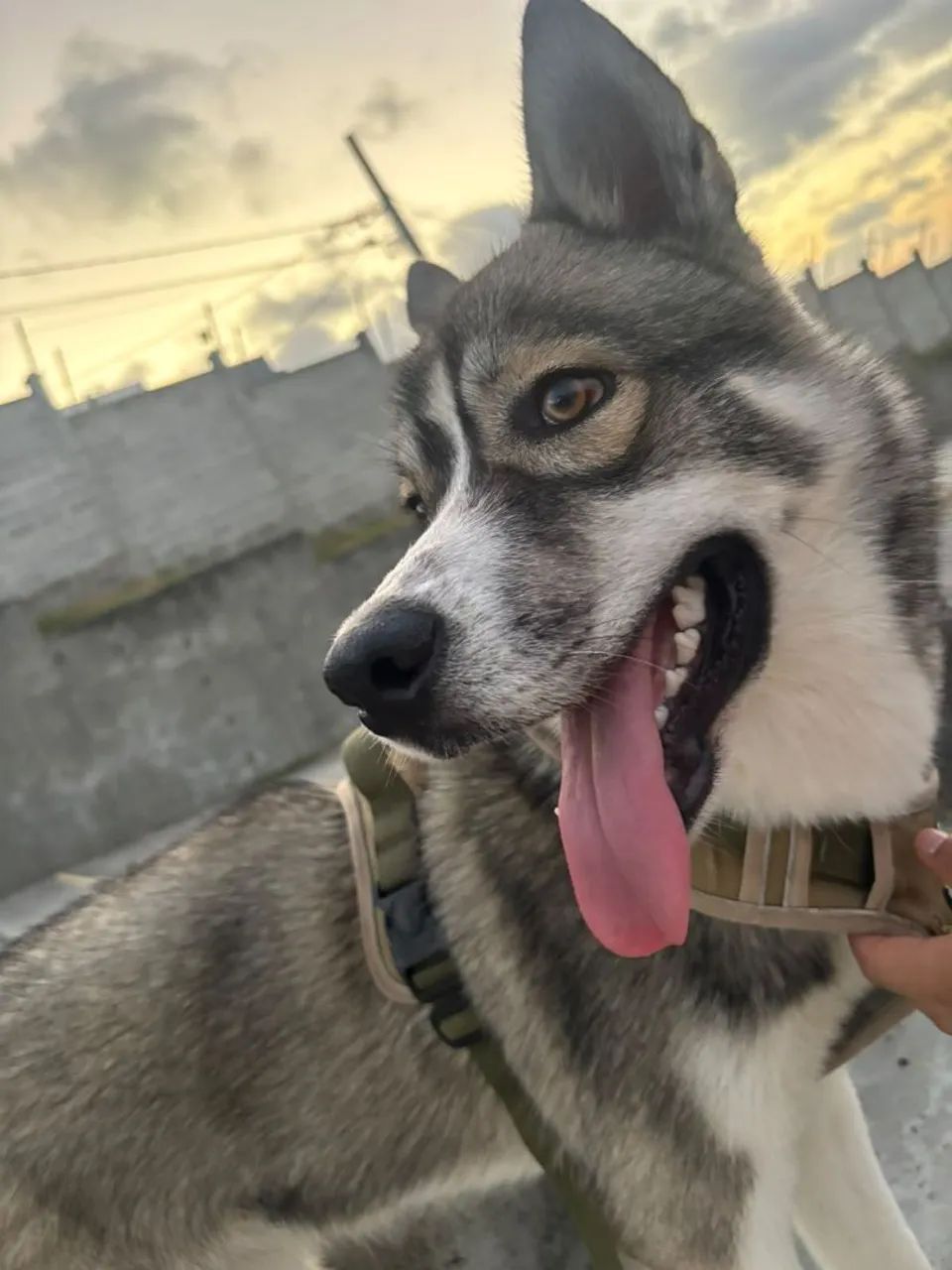 Husky siberiano macho  - Foto 2