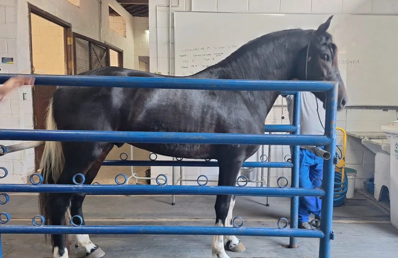 Mangalarga Marchador  - Foto 3