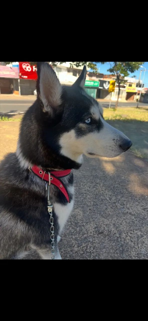 Doa-se husky Siberiano - Foto 3