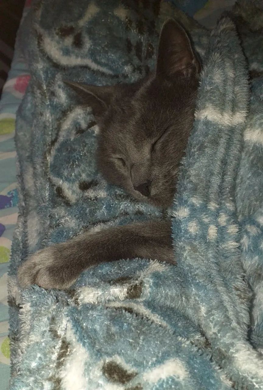 Russian Blue  - Foto 2