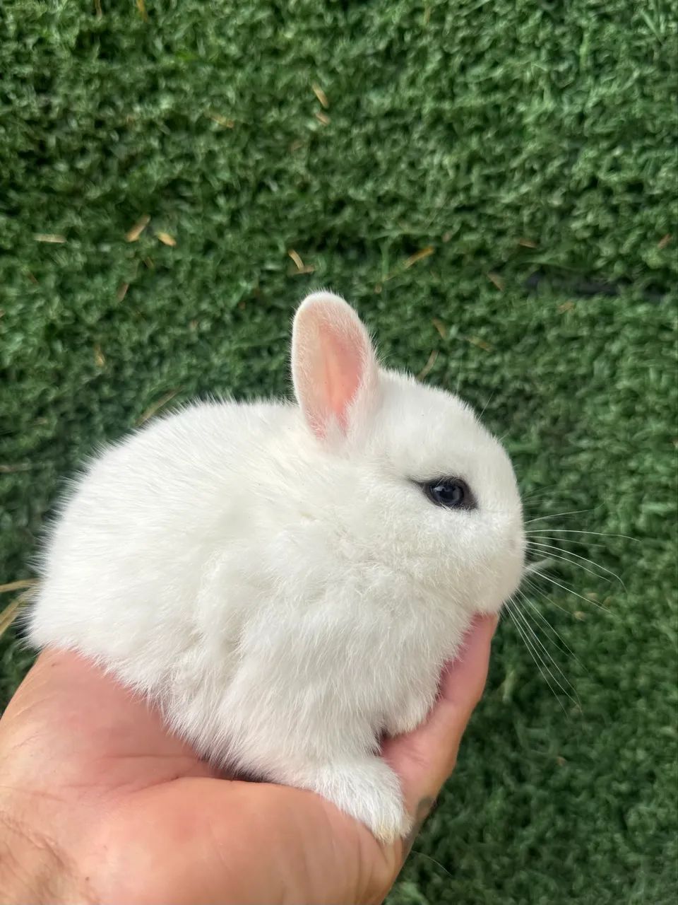 Animais  - Foto 2