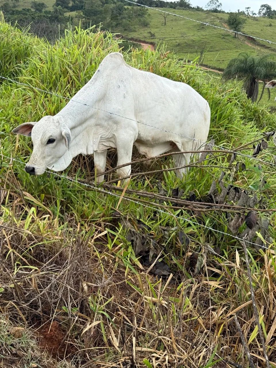 Bezerro Nelore P.O - Foto 4