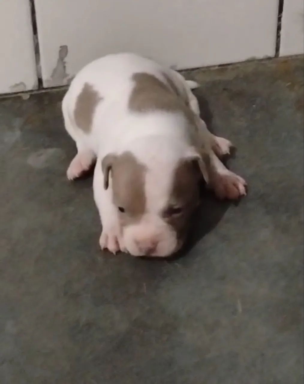American Bully Pocket  - Foto 3