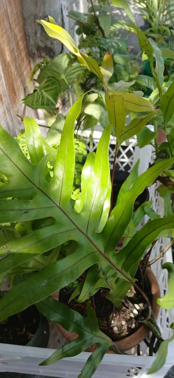 Plantas 