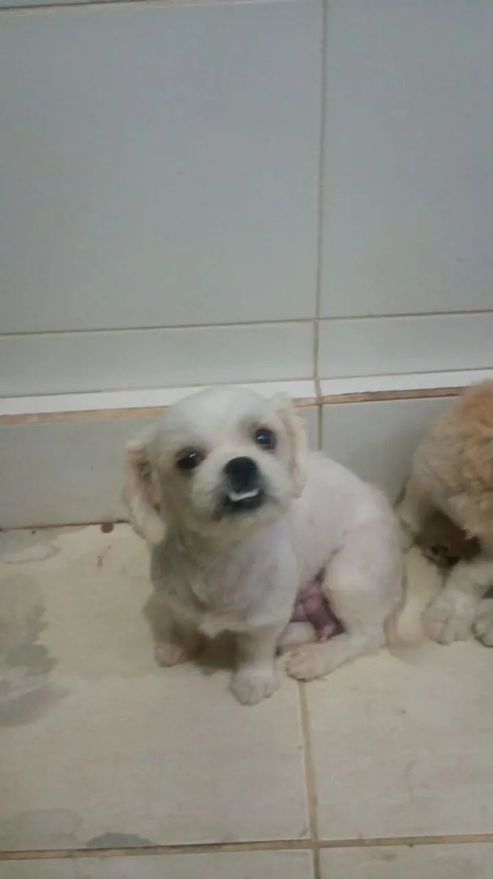 Cachorro ?  - Foto 5