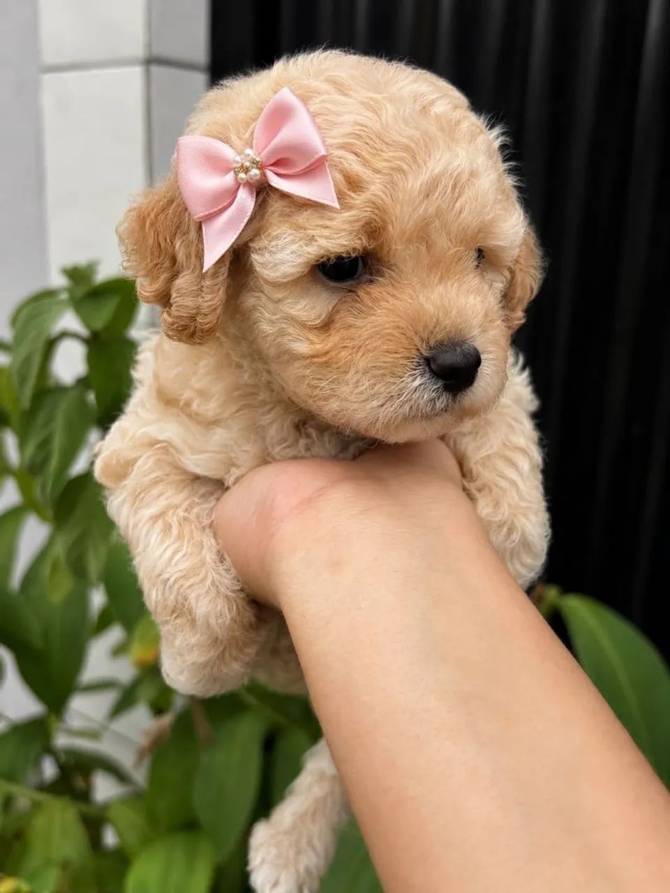 Poodle toy - Foto 2