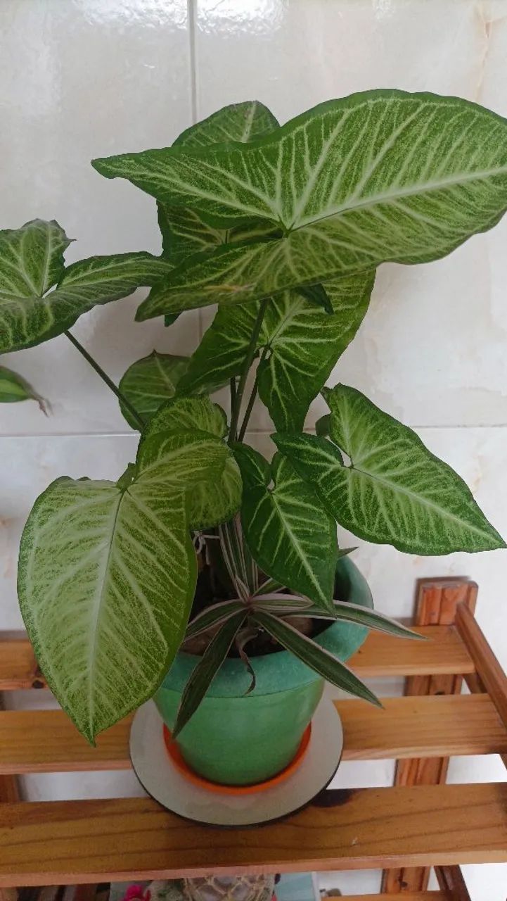 Planta Singonio! - Foto 4