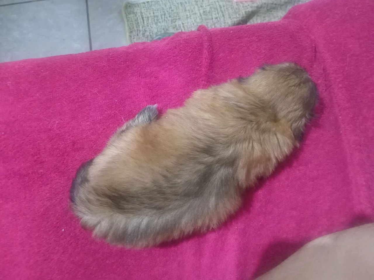 shitzu 