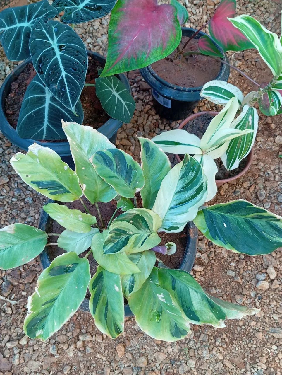 Planta para sombra de fácil cultivo  - Foto 5