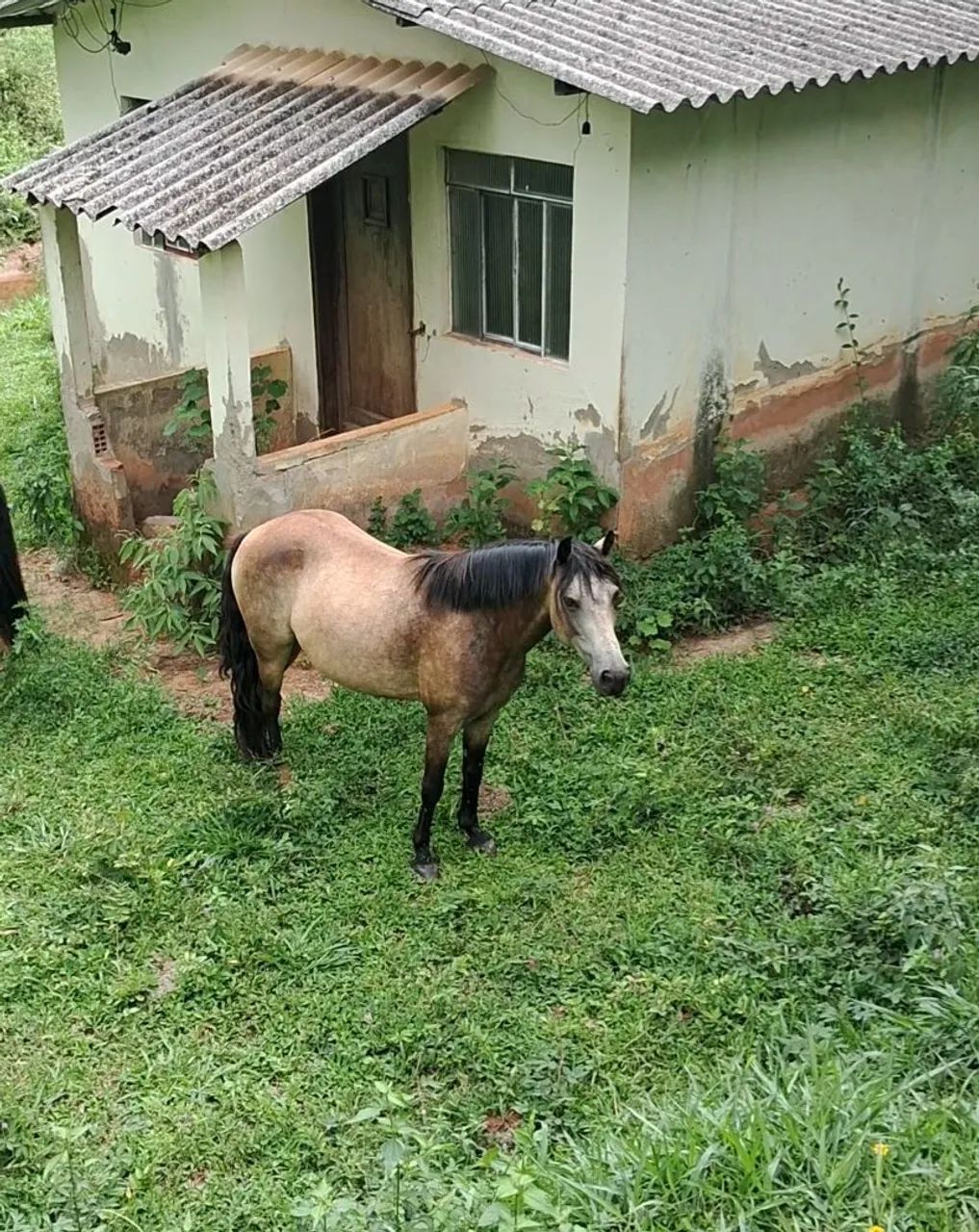 Cavalo castrado - Foto 3