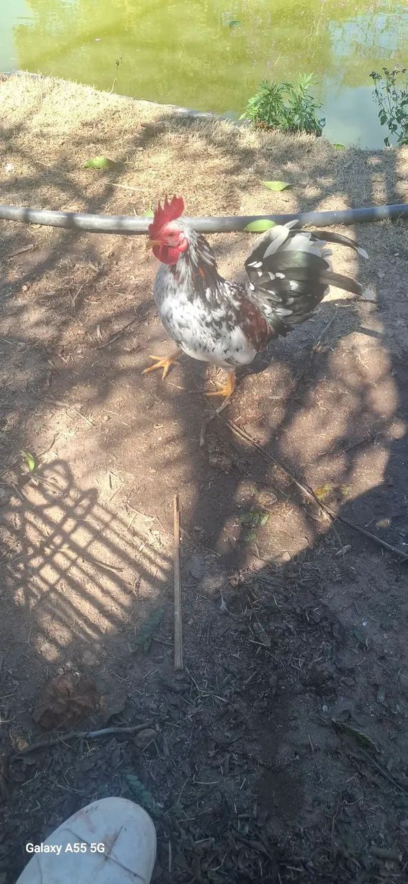Garnizés  - Foto 4