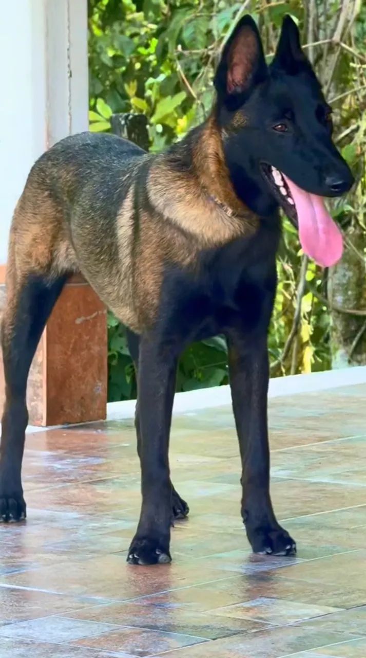 Vendo coberta 