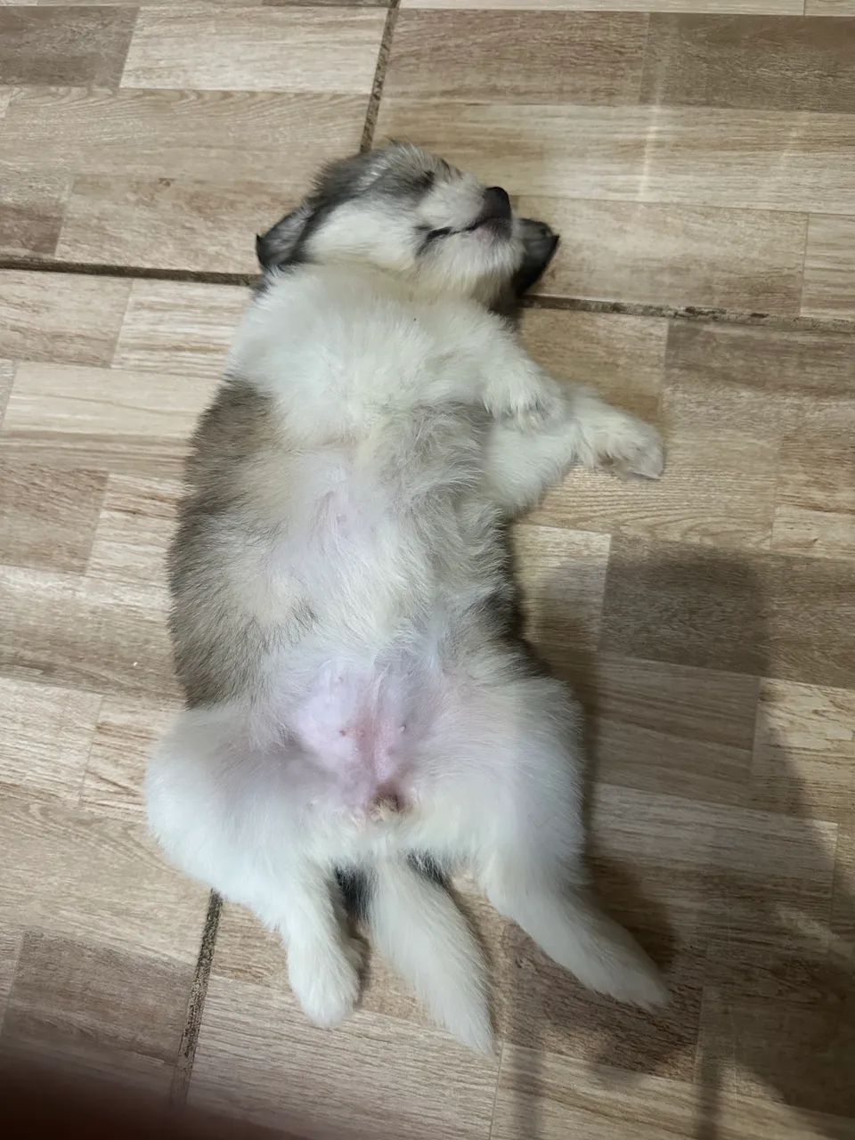 Pet - Foto 2