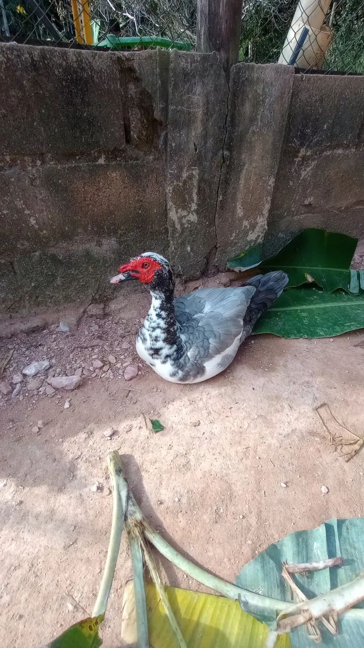 Patos e patas canoa 