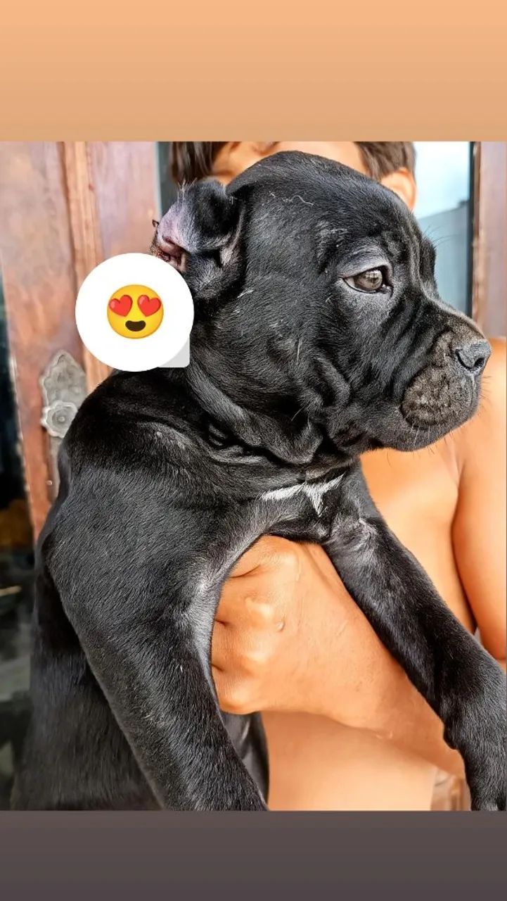 Cane corso 