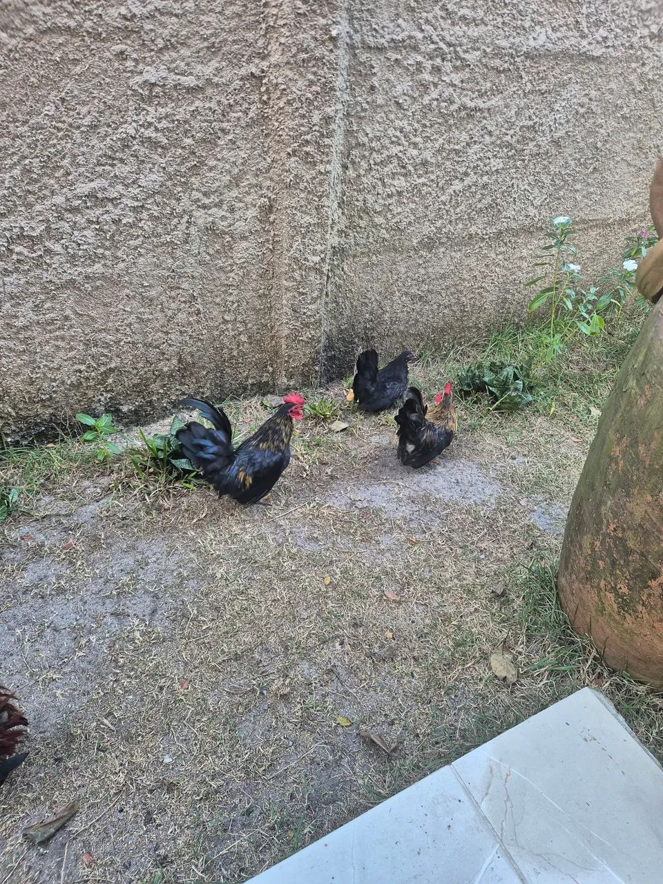 Nagazaki e ganize comum