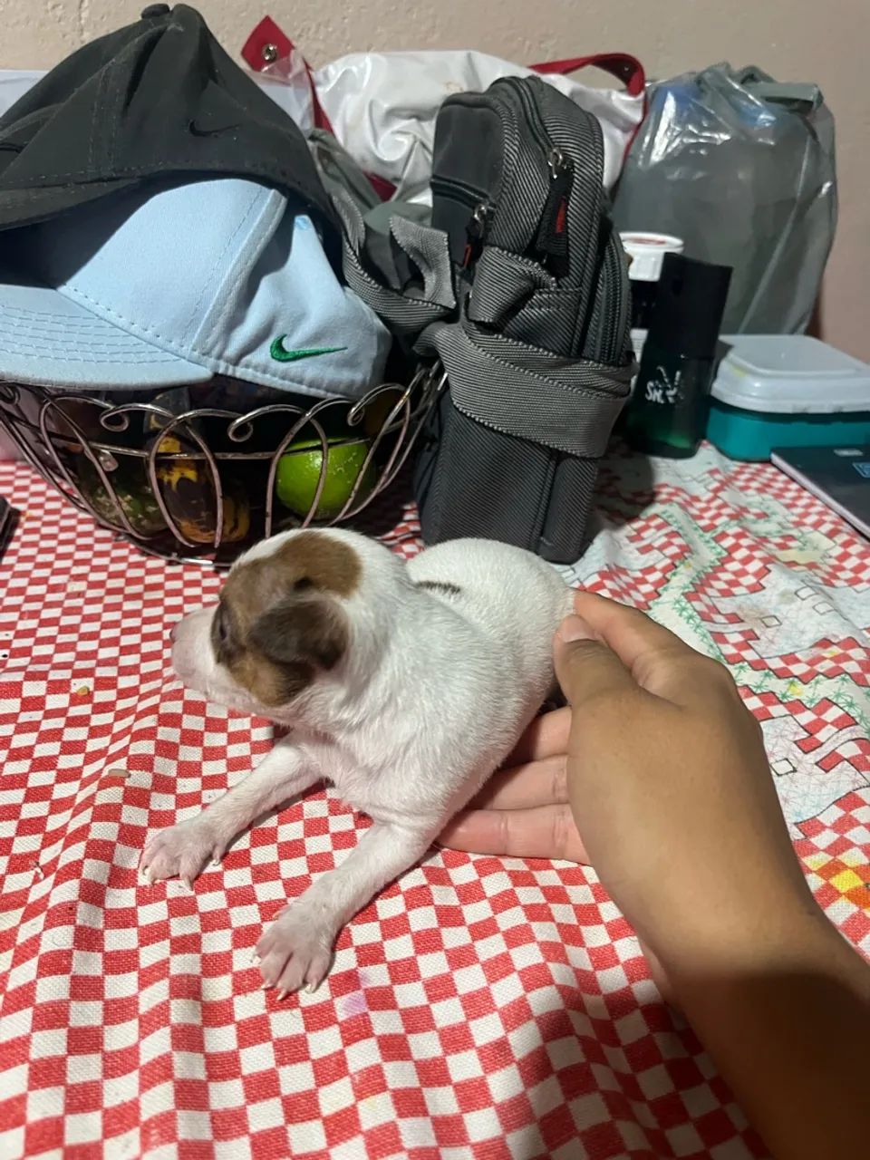 Pinscher branco com manchas marrom - Foto 5