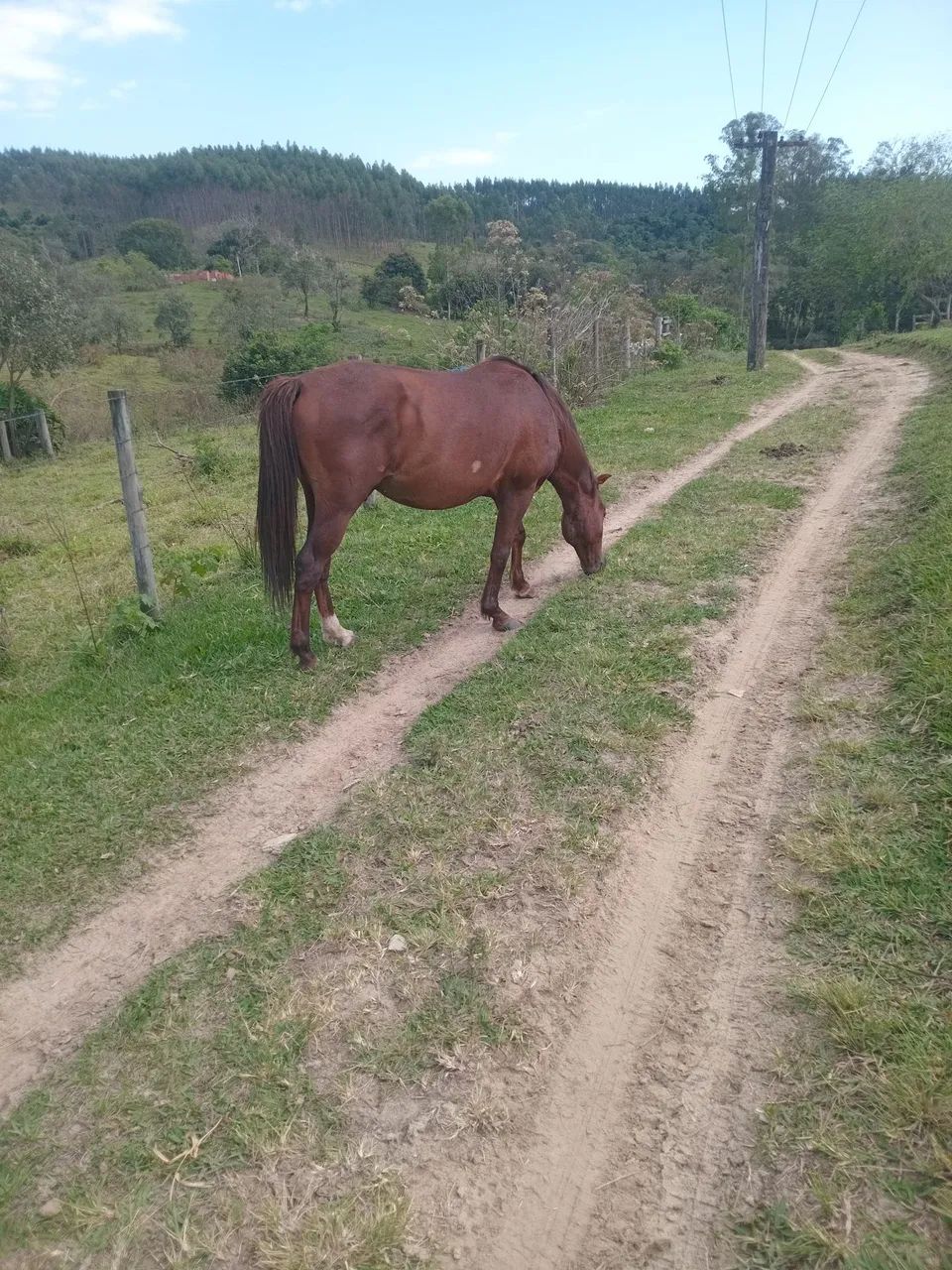 2 cavalo 3,000