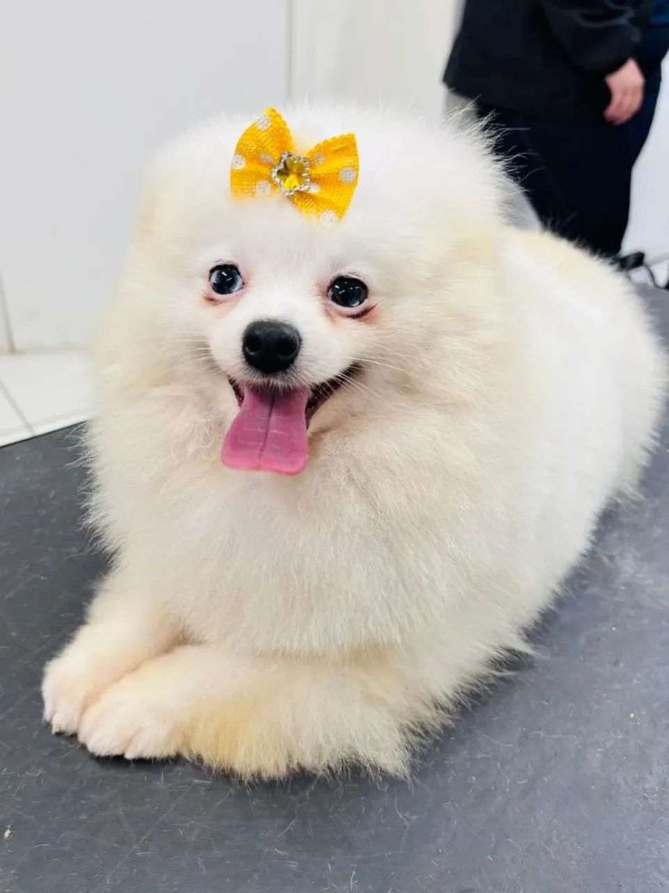 Lulu da pomeranea 