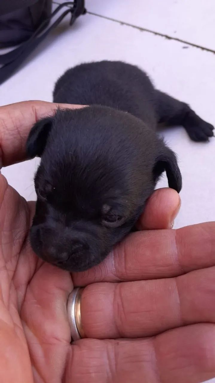 Vendo pinscher 