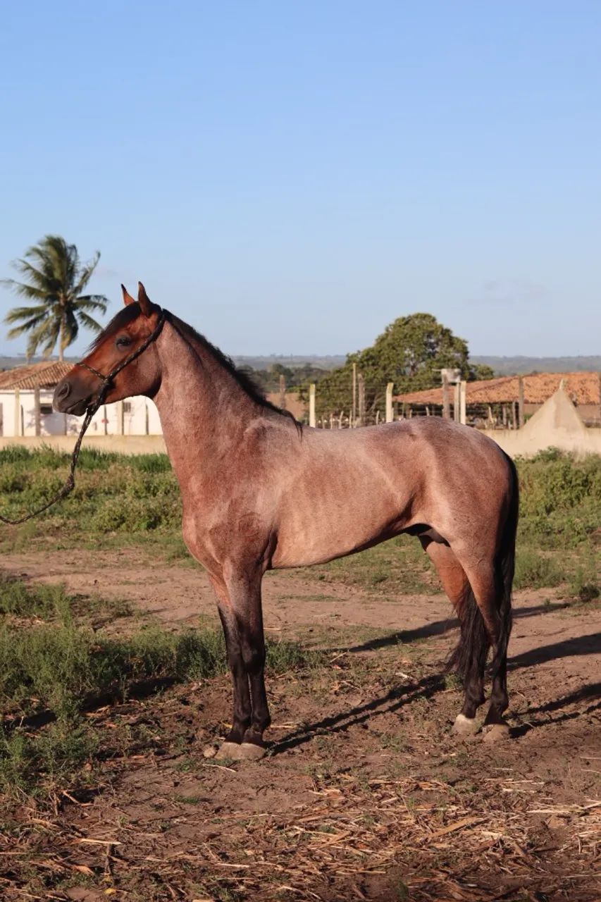 Cavalo Mangalargo Machador  - Foto 4