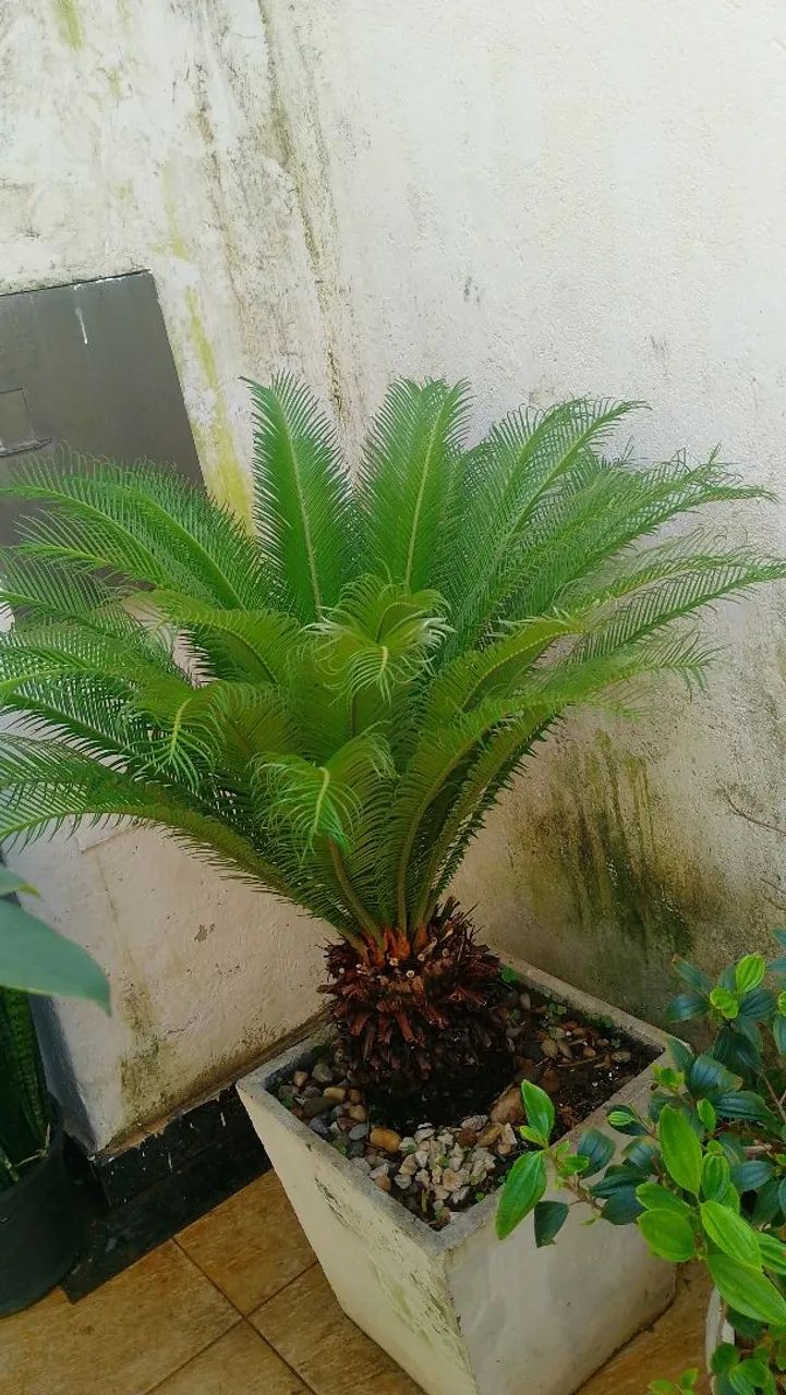 Desapego de planta  - Foto 3