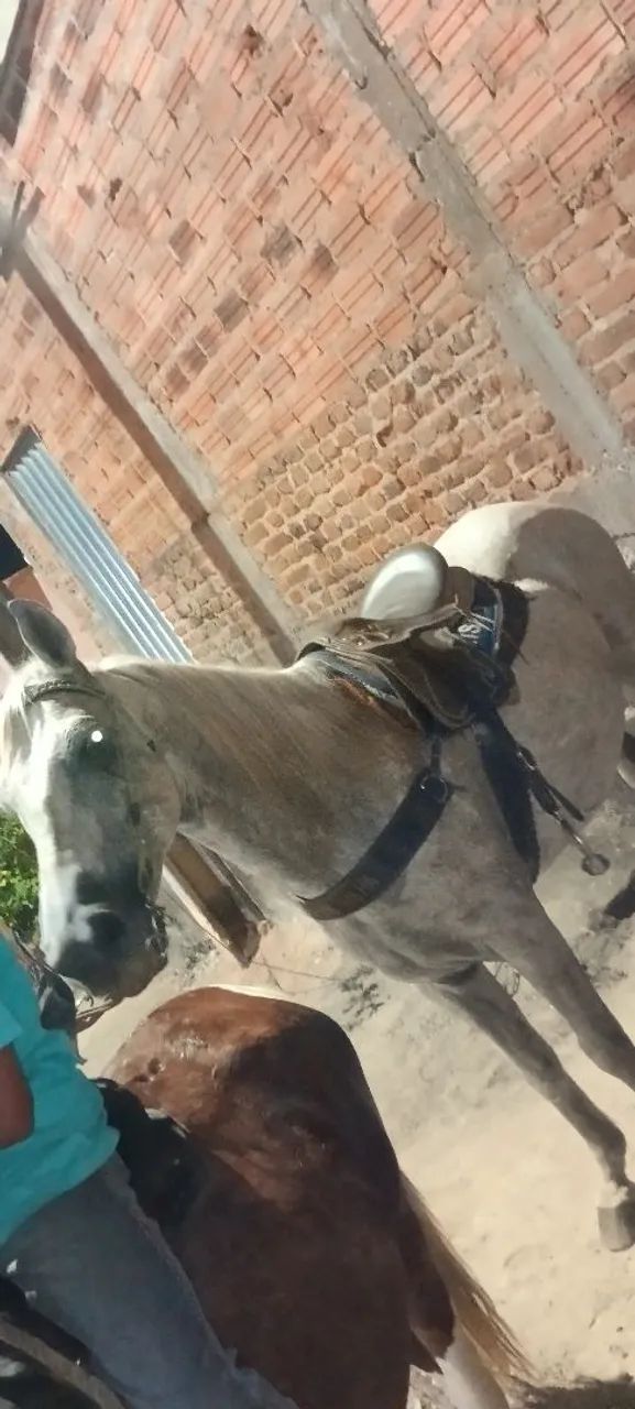 Cavalo de serviço  - Foto 5