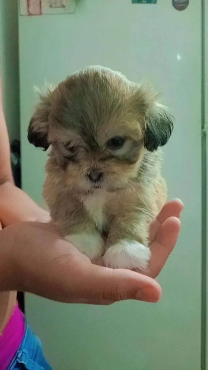 Shitzu 2 meses - Foto 3