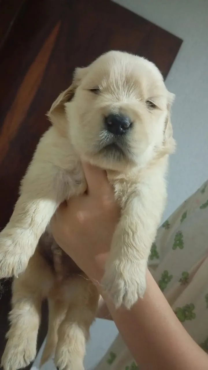 Bbs GoldenRetriver  - Foto 2