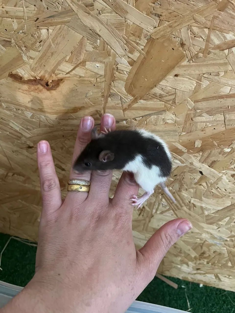 Rato e Hamster 482679753226342401