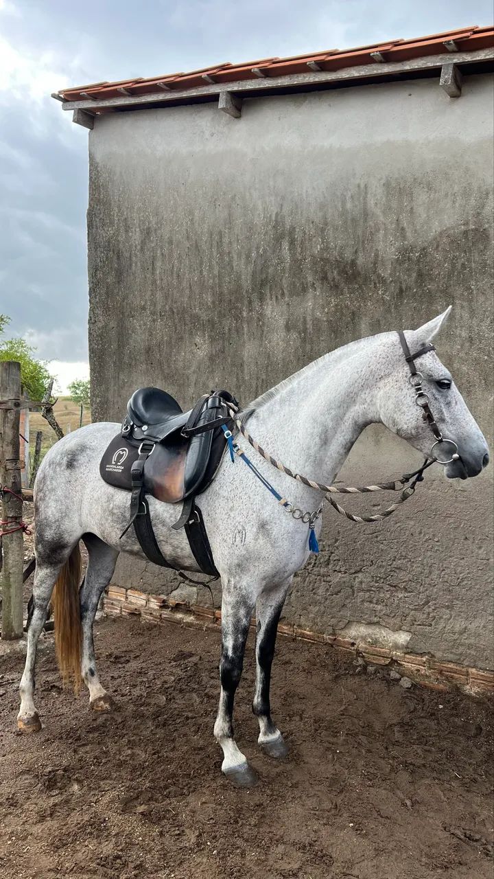 Égua mangalarga registrada  - Foto 3