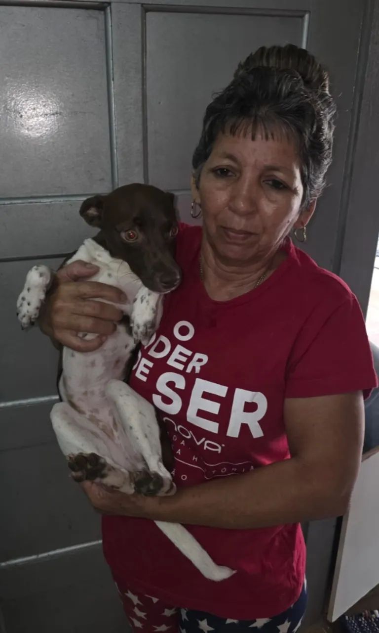 filhote para adoção 