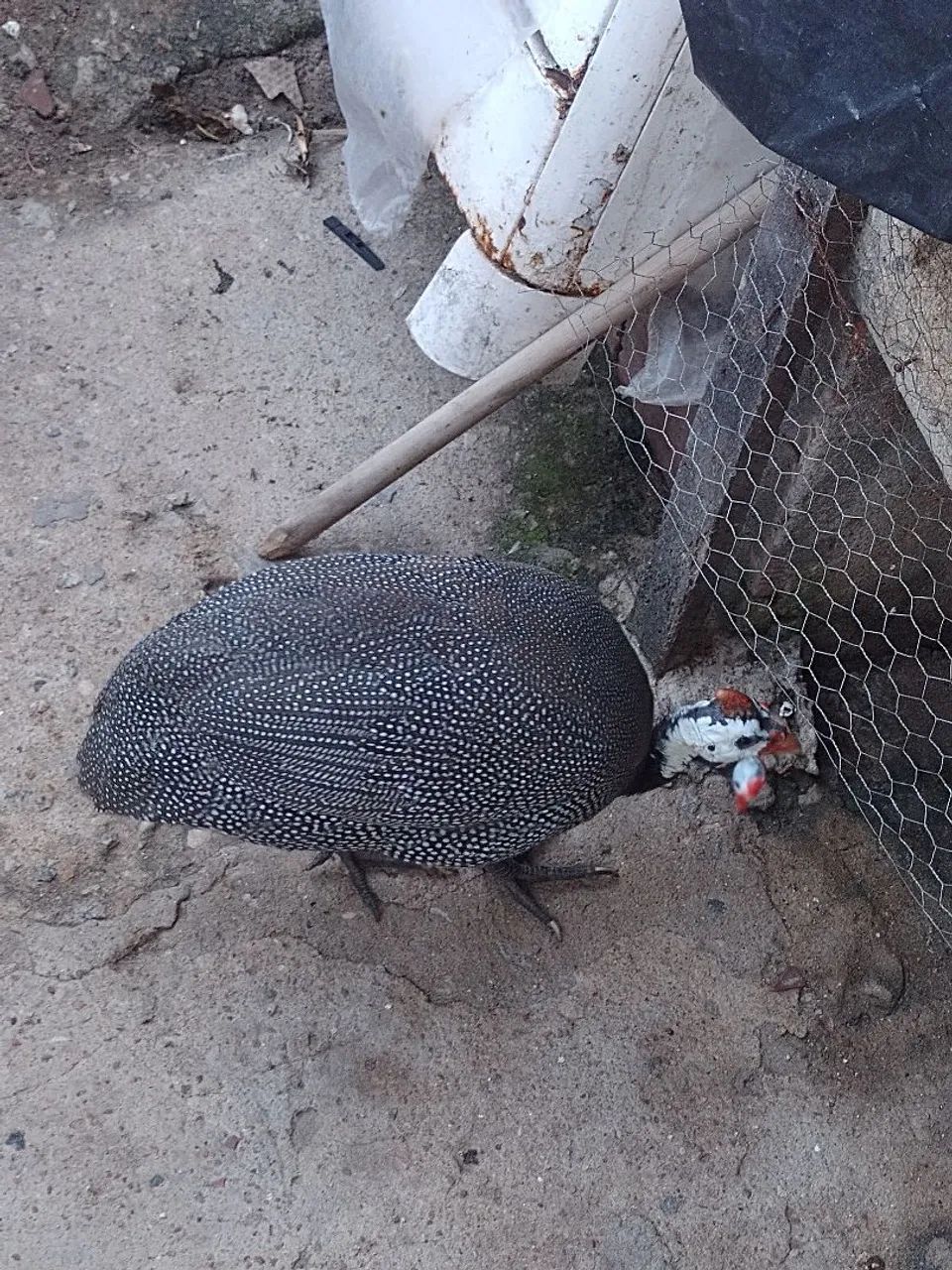 Capote/ galinha da Angola (Macho)