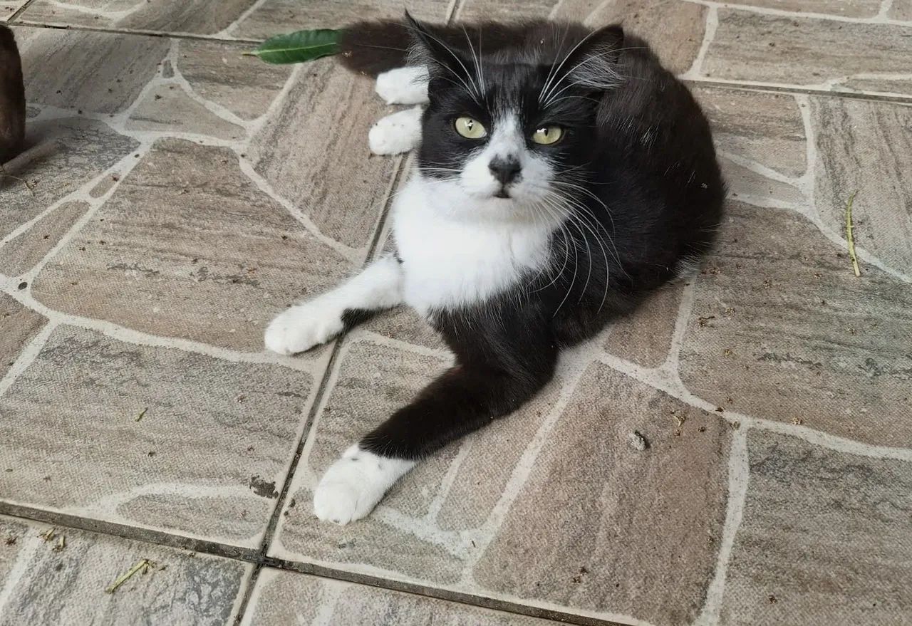 Gata frajola, preta e branca linda, pelo macio, muito fofa - Foto 3