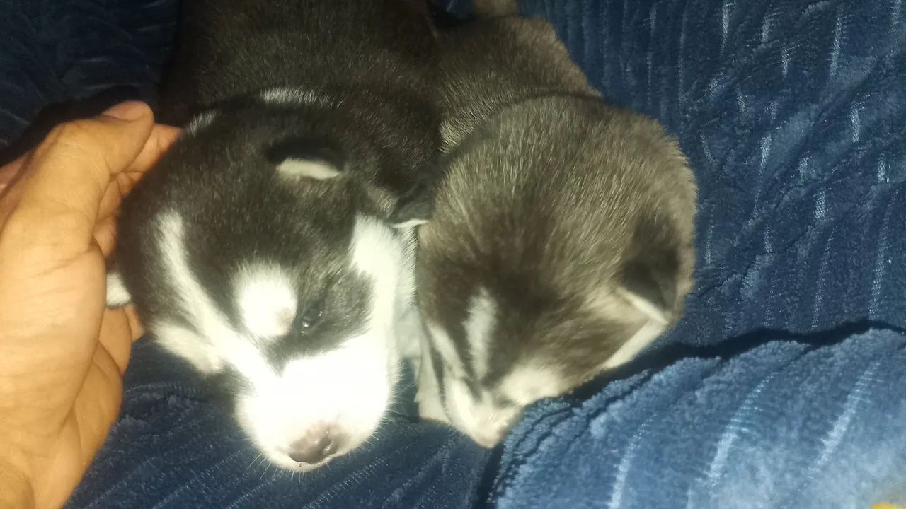 Filhotes de husky siberiano 2500 - Foto 2
