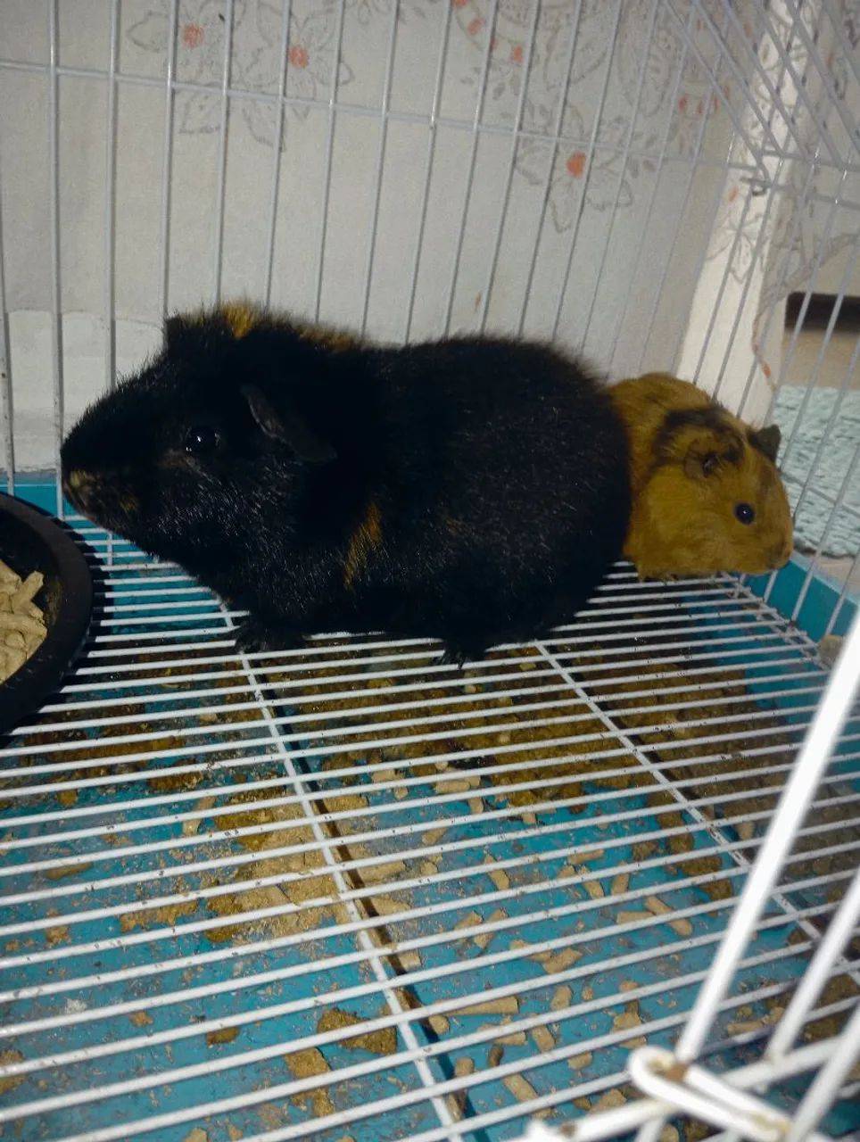Vendo porquinho da índia 