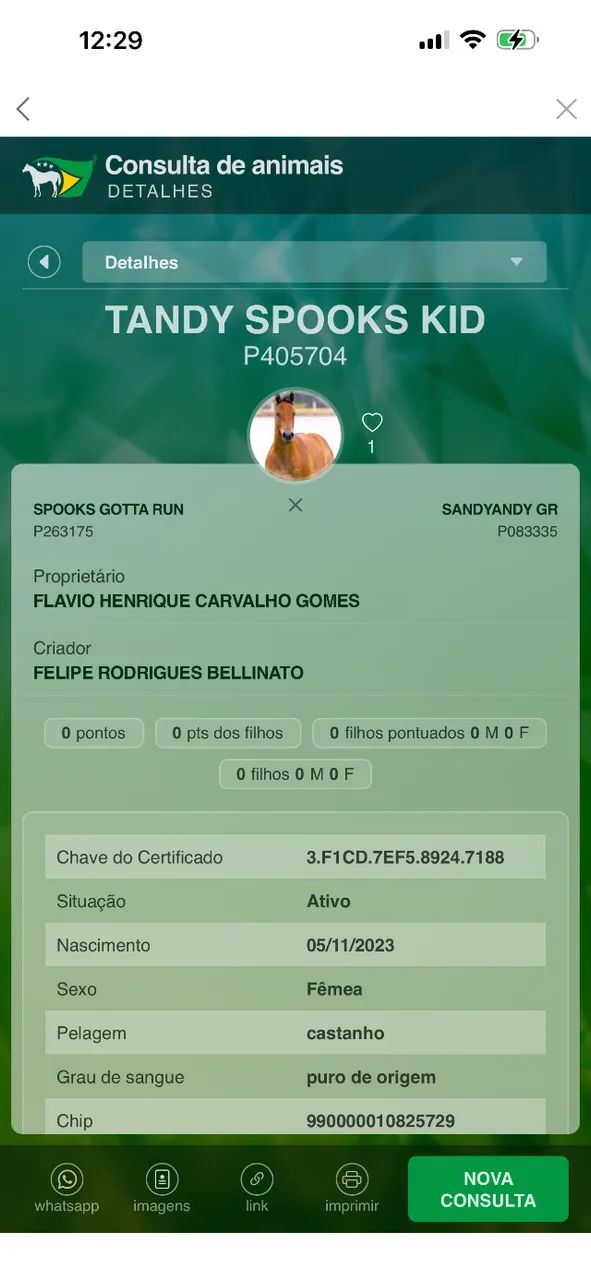 potra quarto de milha  - Foto 5
