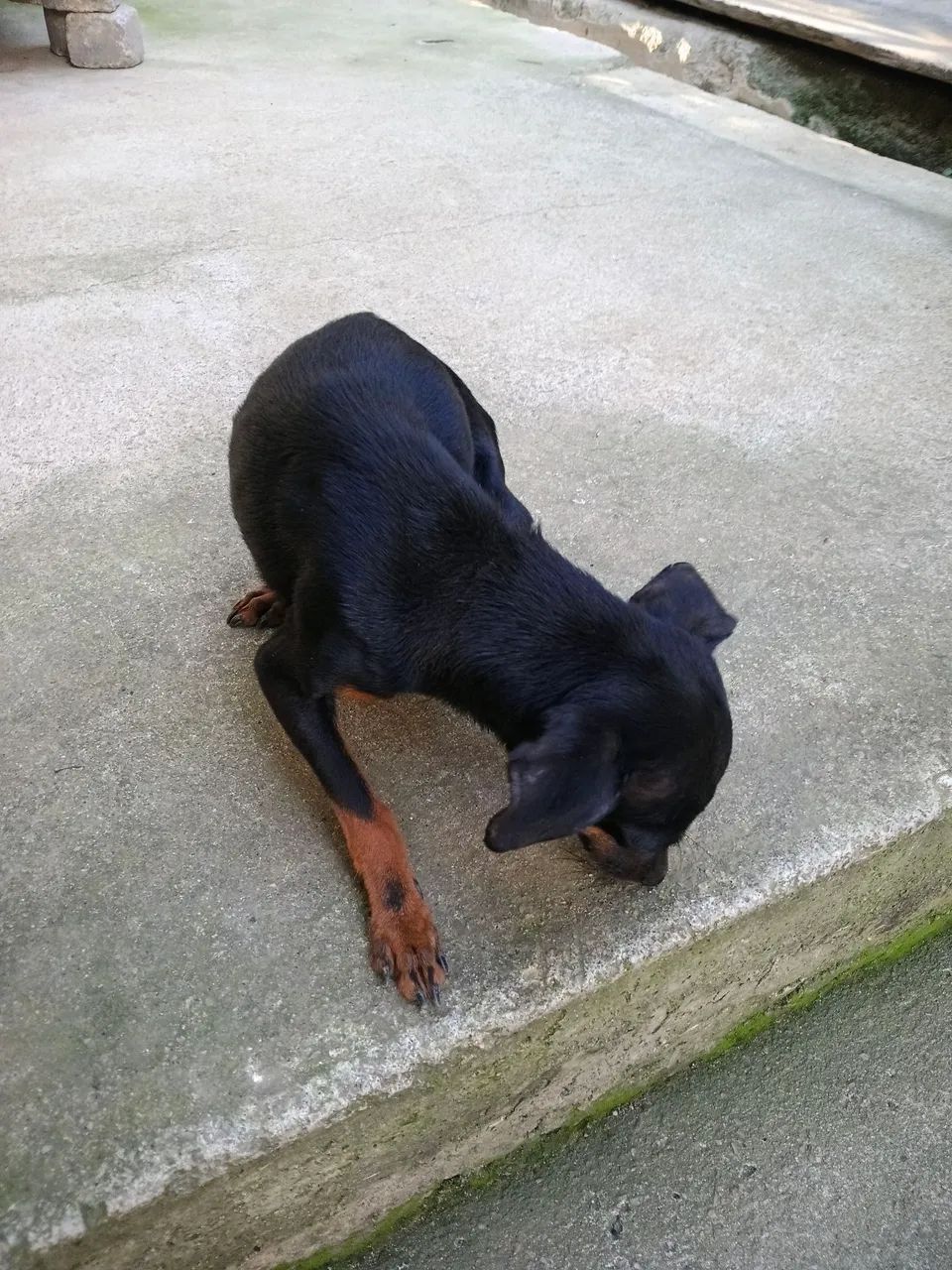 Vendo pinscher 1 - Foto 2