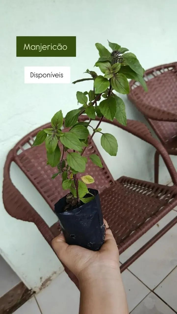 Plantas  - Foto 5